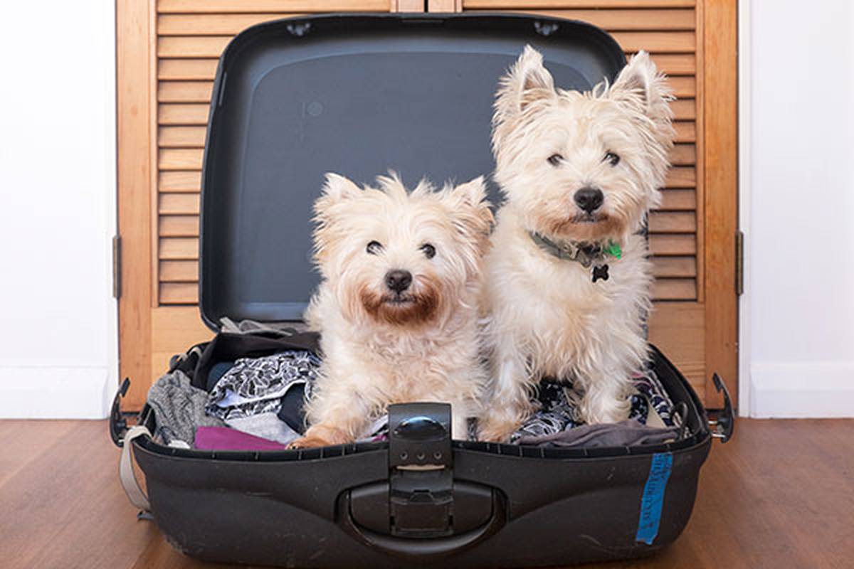 2. TELL US ABOUT YOUR PET ILUNION Hotels