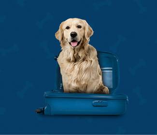 We are pet friendly Hotel ILUNION Suites Madrid We are pet friendly Hotel ILUNION Suites Madrid